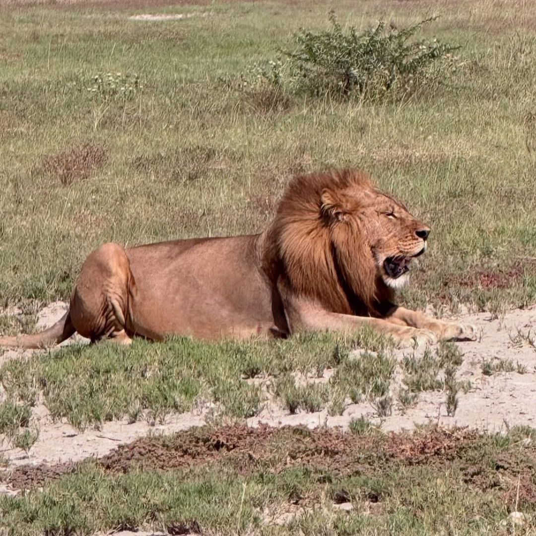 León en el desierto de Kalahari, Botwana, Africa