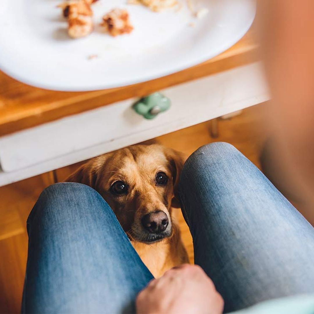 Trucos para que tu perro no pida comida en la mesa