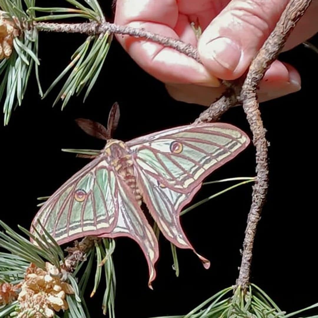 Centro de Naturaleza InsectPark, en San Lorenzo de El Escorial, Madrid