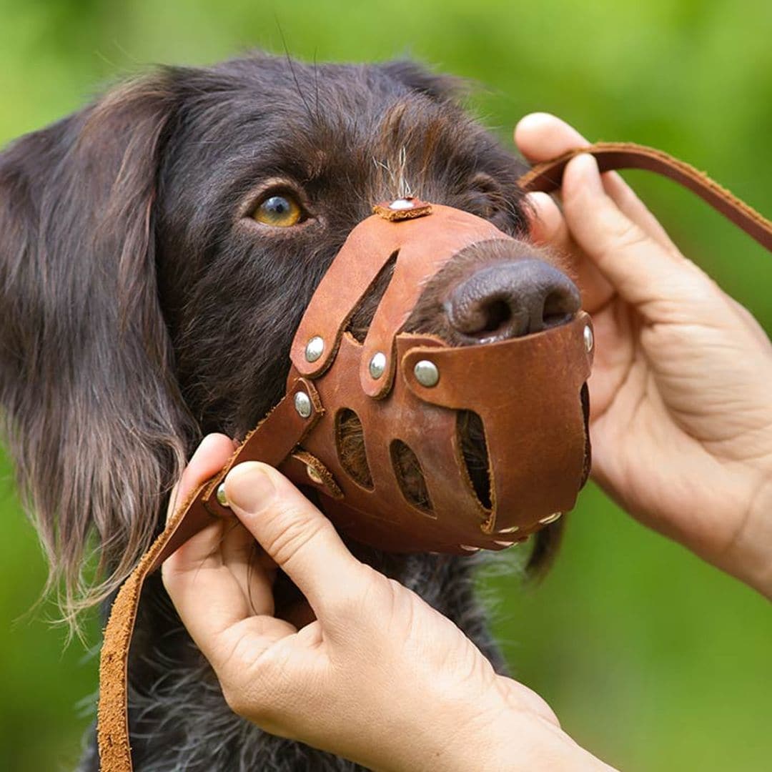 Tipos de bozales para perro ¿con cuál está más cómodo?