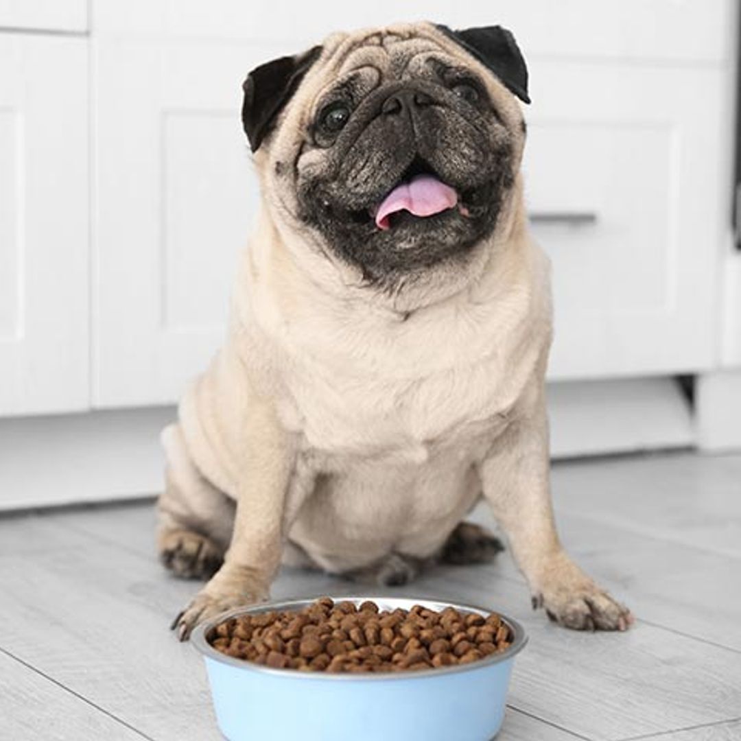 Qué puedes hacer para evitar que tu mascota engorde