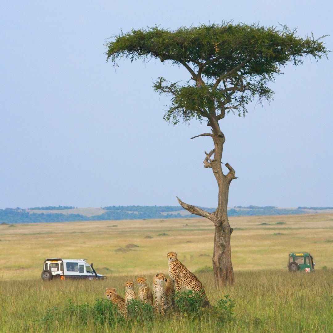 Reserva Masai Mara de Kenia