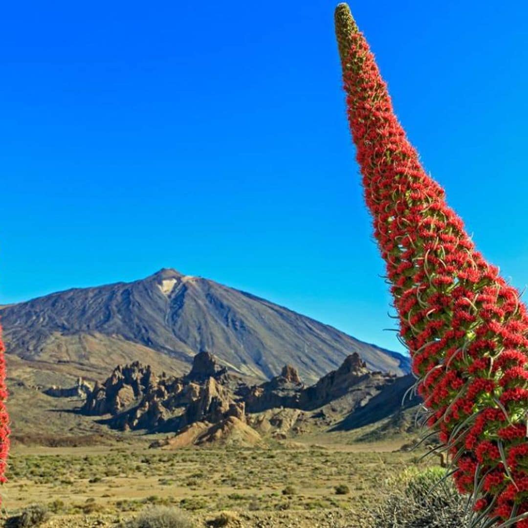 Florece el tajinaste, El Teide se viste de rojo