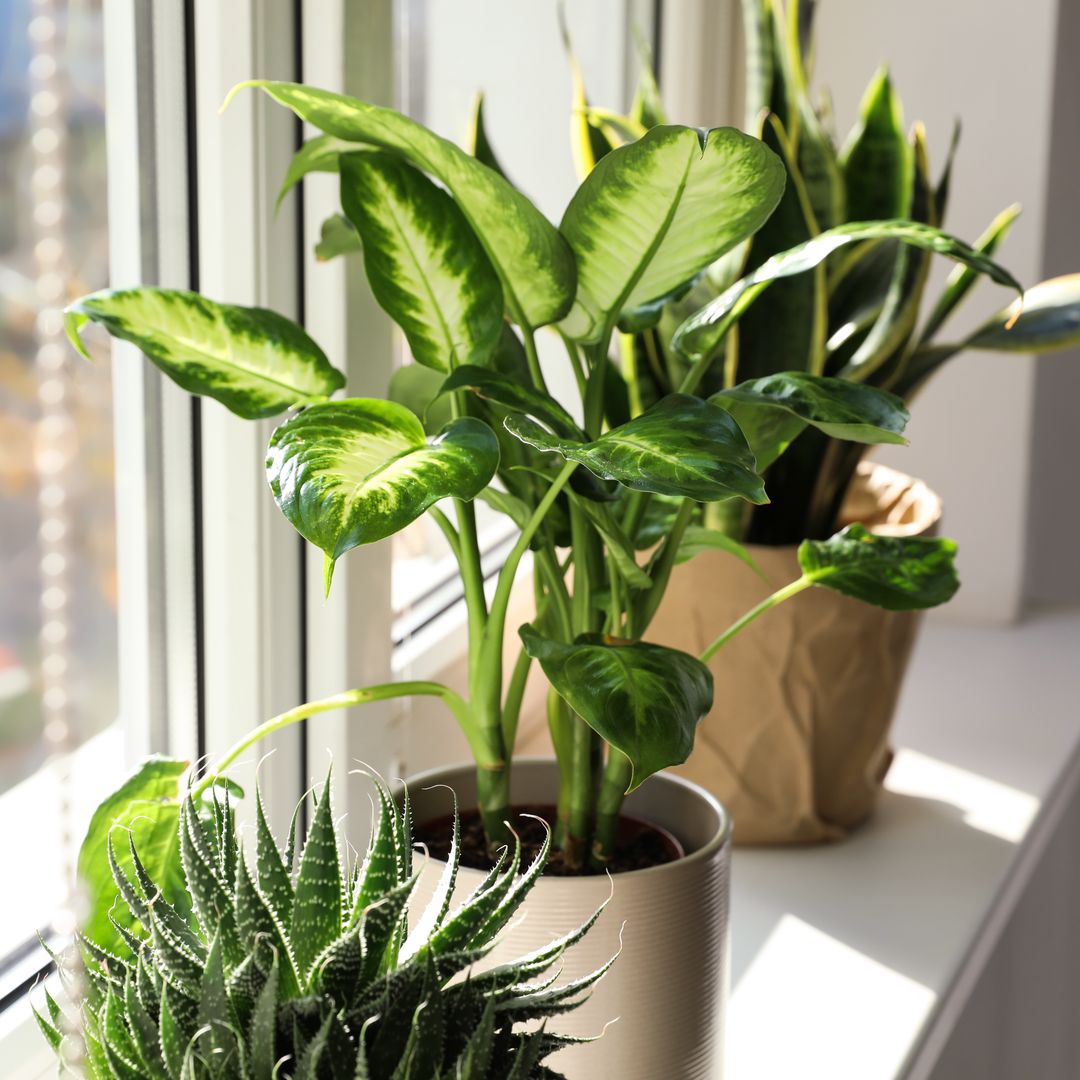 De la lengua de suegra al árbol de jade: cómo cuidar 10 plantas muy populares y saber cuál encaja mejor en tu casa