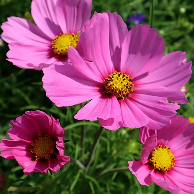 Flor rosa de Cosmos bipinnatus