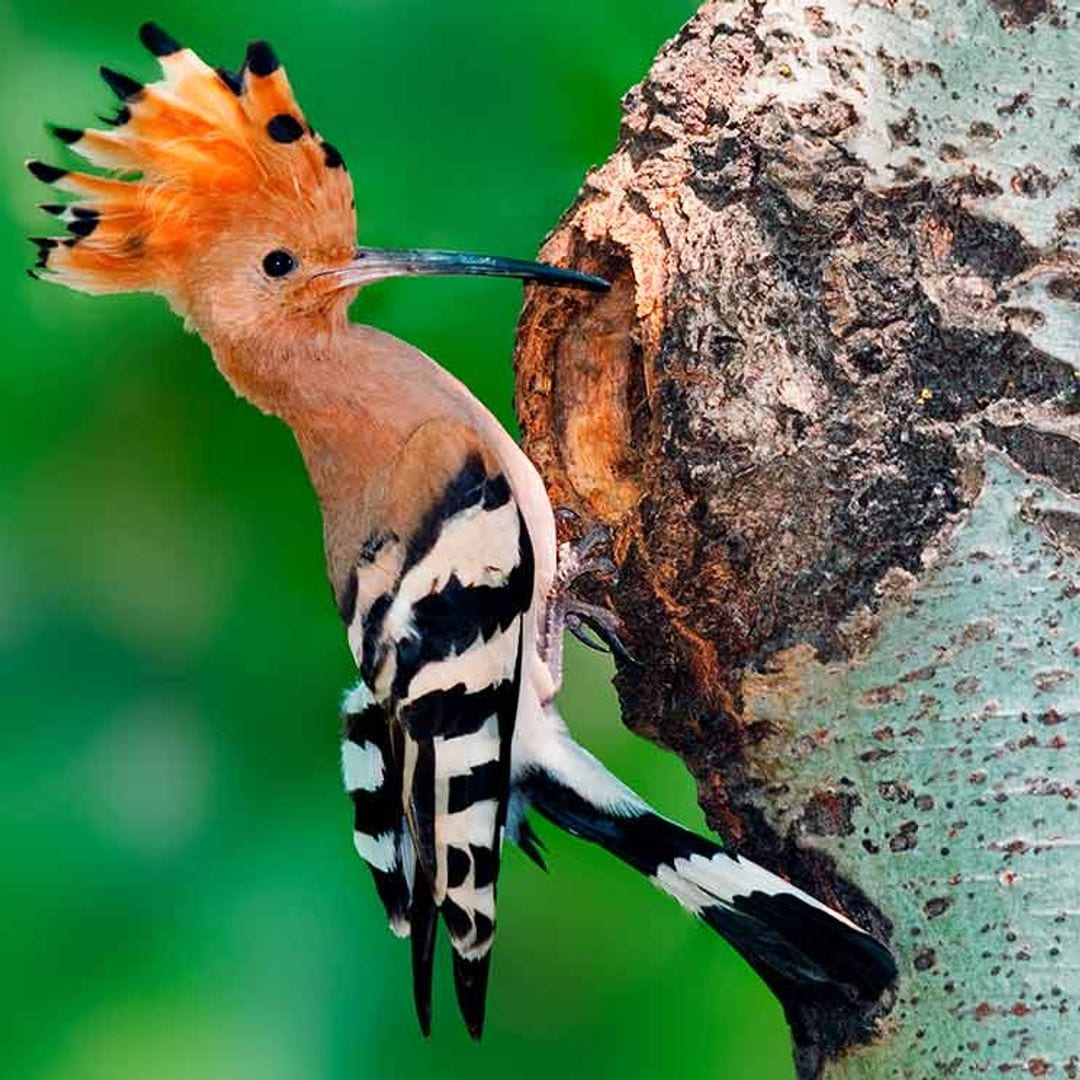 Abubilla: el pájaro que elige oler mal para defenderse