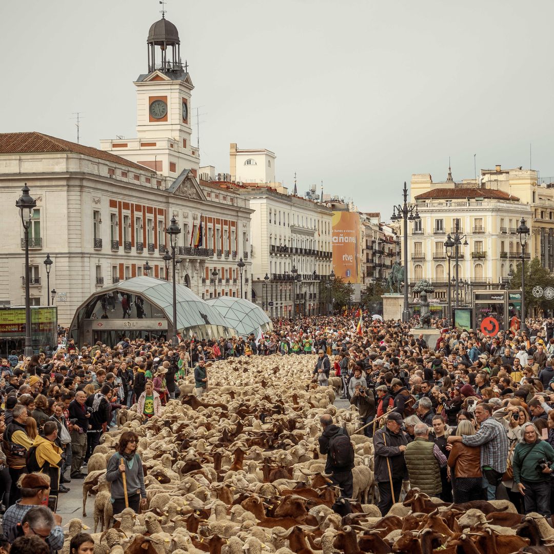 Trashumancia en plena Puerta del Sol de Madrid, las ovejas invaden la capital en octubre