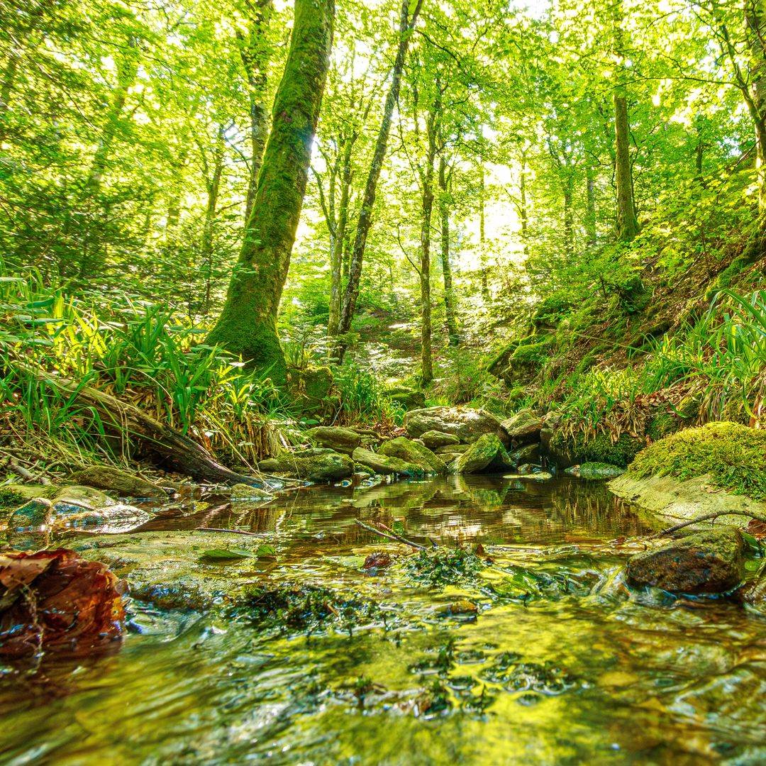 Paisaje de arroyo en la región del Alto Languedoc del sur de Francia. Cascadas Pequeñas y agua que corre a través de los bosques de Hérault, Francia