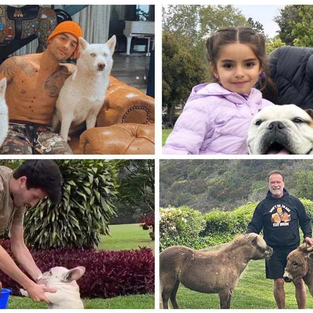 Los famosos junto a sus queridas mascotas durante la cuarentena