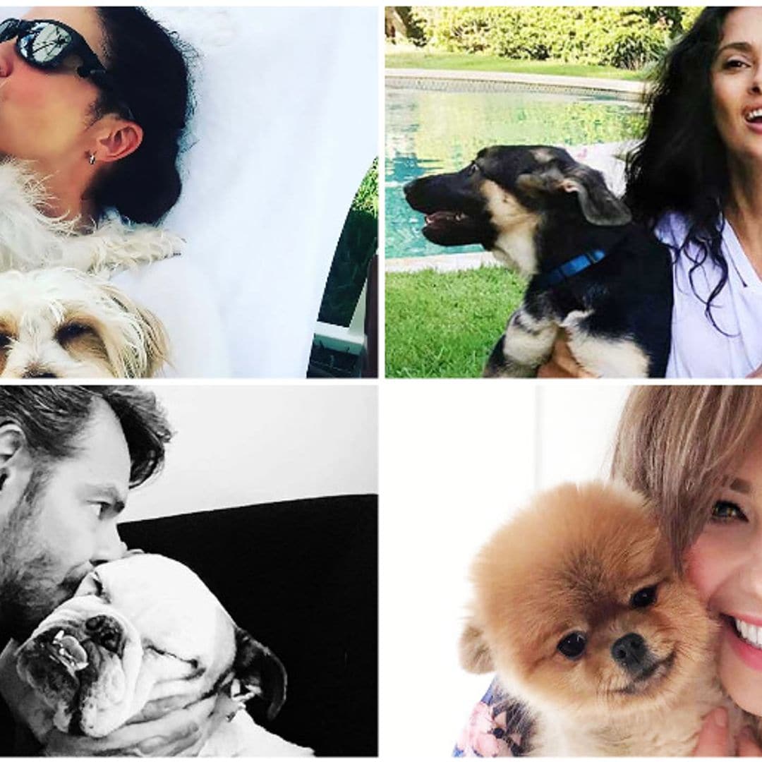 ¡Tiernos doglovers! Celebridades hispanas que adoran a sus perros