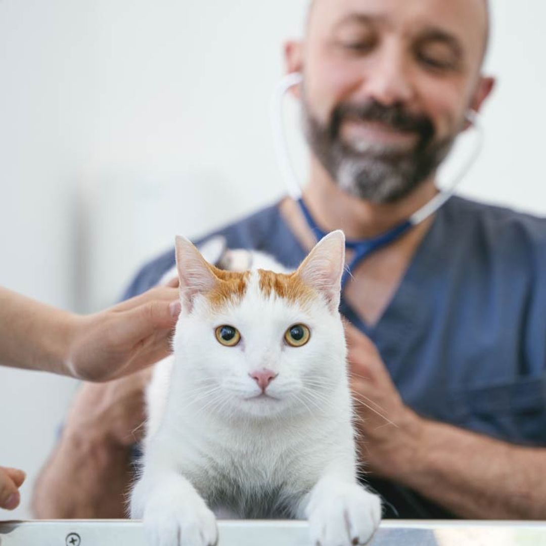 ¿A tu gato no le gusta ir al veterinario? Así puedes llevarlo con seguridad