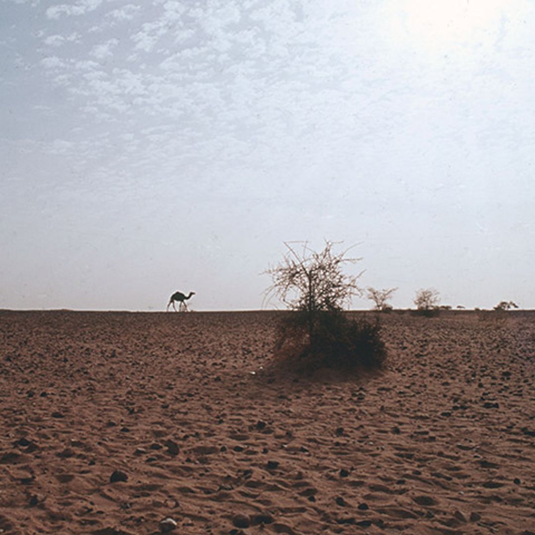 Diferentes ONG's se alían para pedir a los gobiernos una inversión en 'resiliencia' para El Sahel