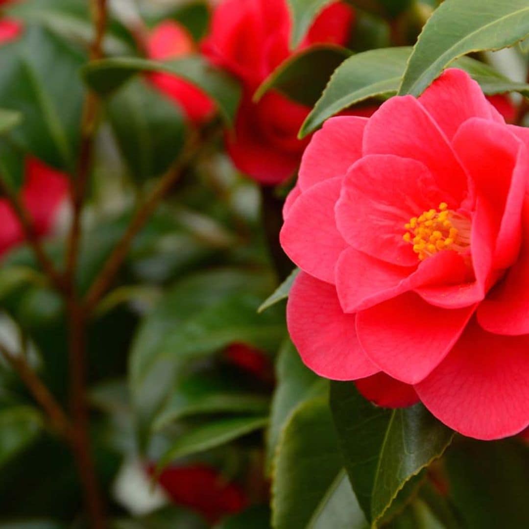 ¿Sabes qué son y qué cuidados necesitan las plantas acidófilas?