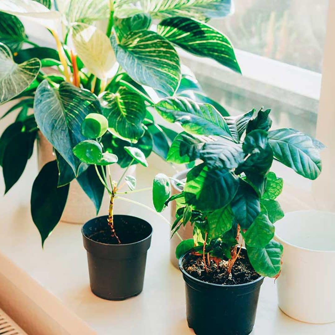 Estas plantas de interior le darán a tu casa un aire nuevo en primavera