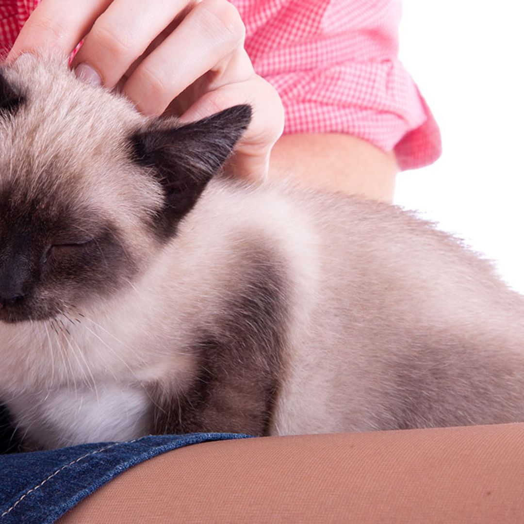 Descubre si tu gato disfruta (o no) cuando le acaricias