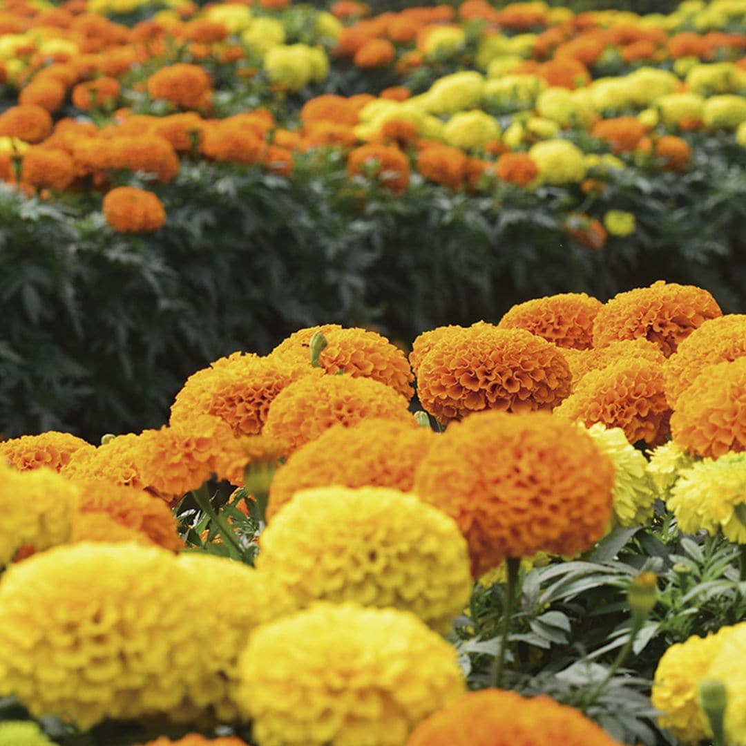 Cómo cultivar tagetes o clavel del moro, la flor perfecta para alegrar tu jardín