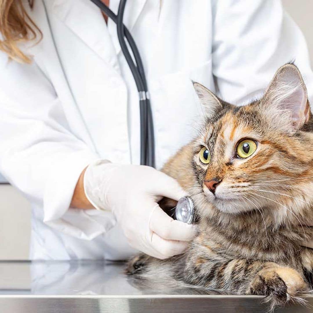 Pros y contras de castrar o esterilizar a tus mascotas