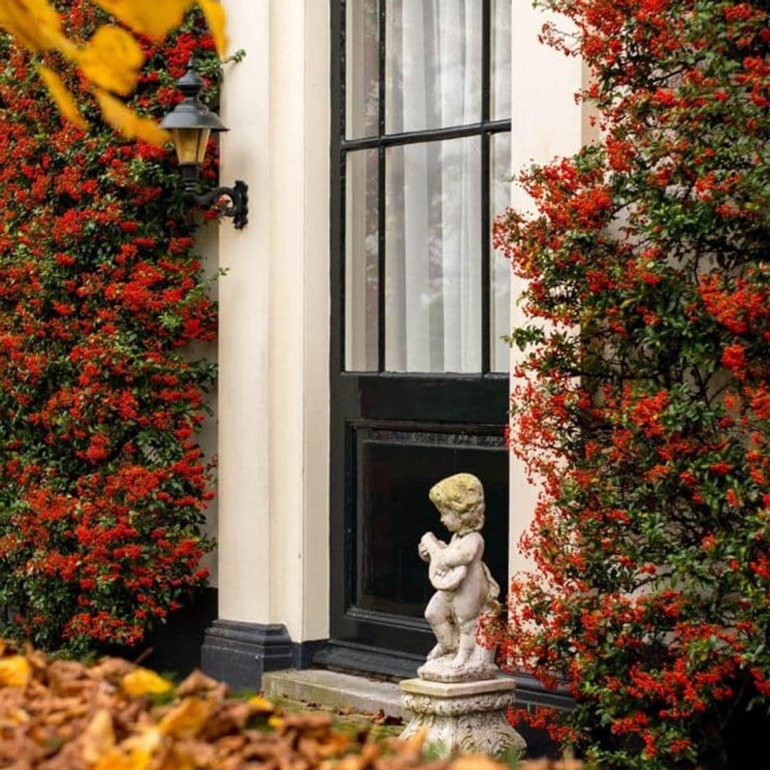8 plantas para llenar de color y atractivas formas el jardín en otoño
