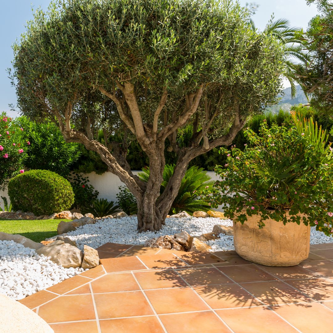 Eucalipto, olivo o palmera: plantas sin flor que hacen tu jardín más bonito, resistente y fácil de mantener