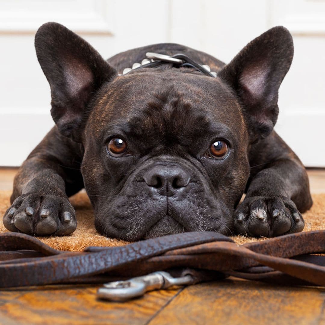 ¿Cómo enseñar a tu perro a no tirar de la correa?