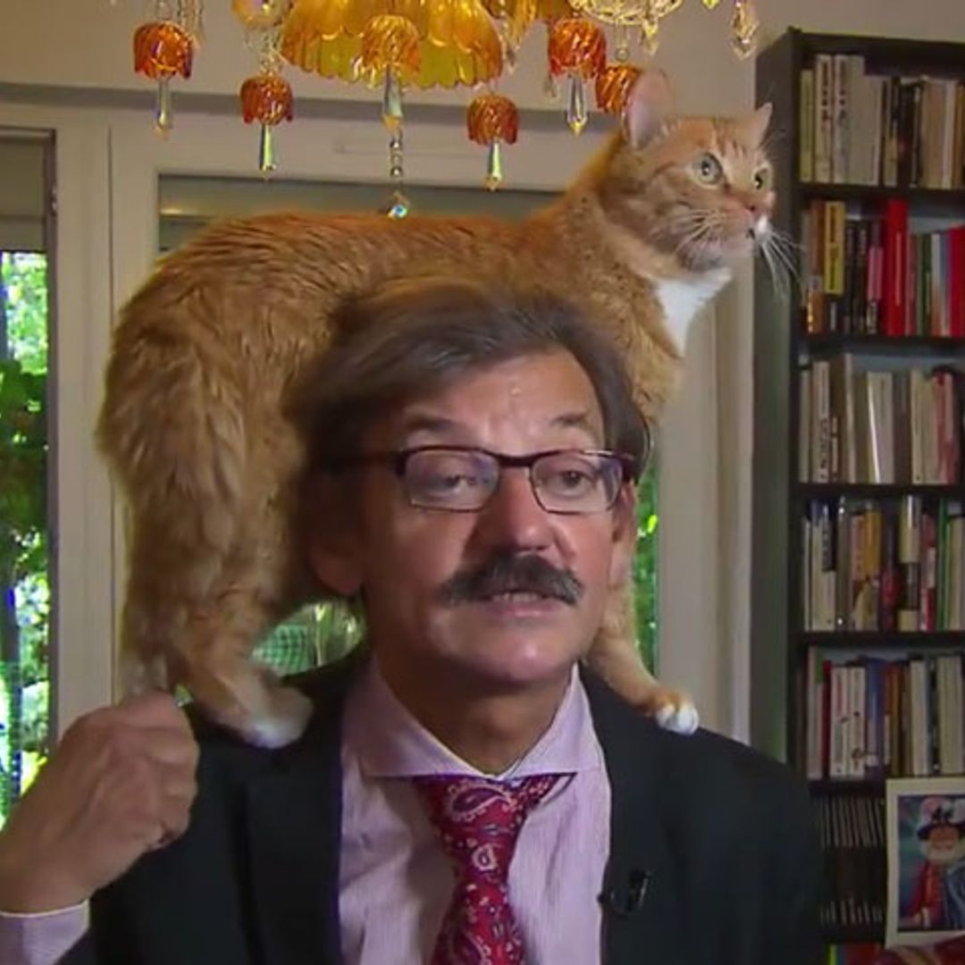 Un gato, protagonista espontáneo de una entrevista en la televisión polaca