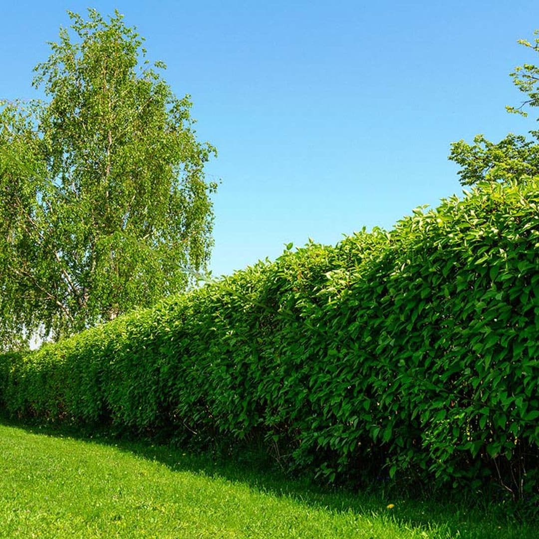 6 arbustos de crecimiento rápido con los que plantar un seto en tu jardín