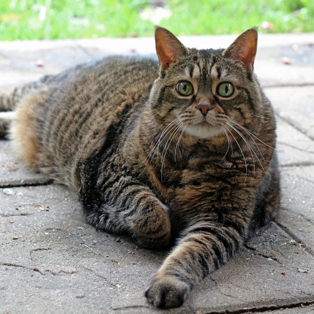 Gemma Baciero, veterinaria: "Si no notas las costillas de tu gato, probablemente tenga sobrepeso"