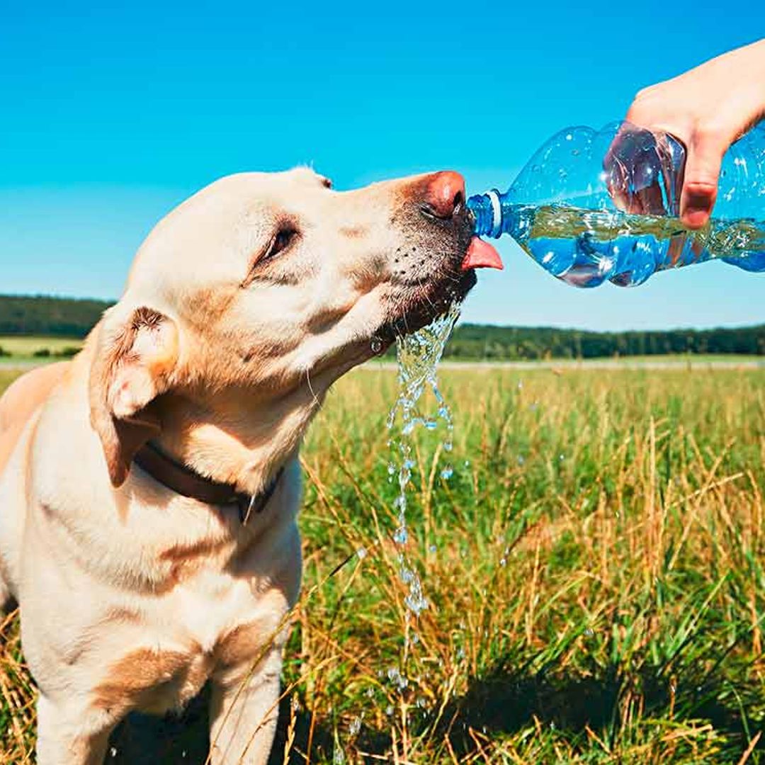 ¿Cómo refrescar a tu perro en verano?