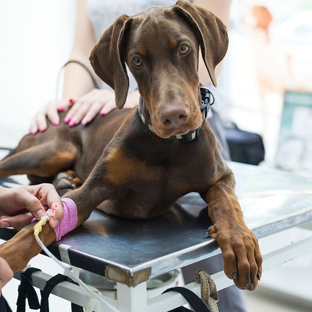 ¿Sabías que tu perro o tu gato también pueden donar sangre?