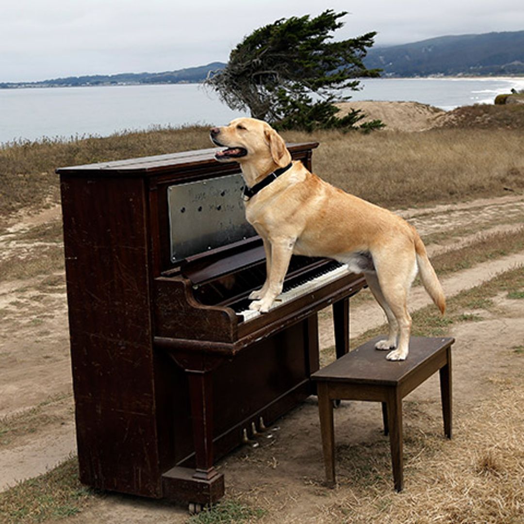 Arturo Pérez-Reverte y el vídeo del perro pianista que ha hecho viral