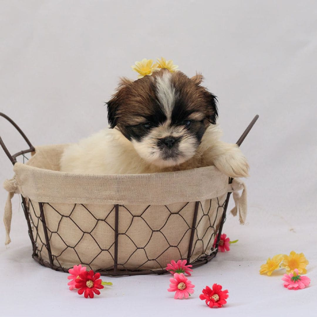 Descubre al shih tzu, un pequeñín adorable que casi no ladra