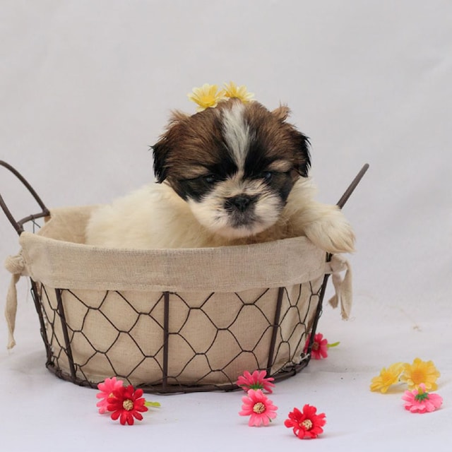 shihtzu canasta