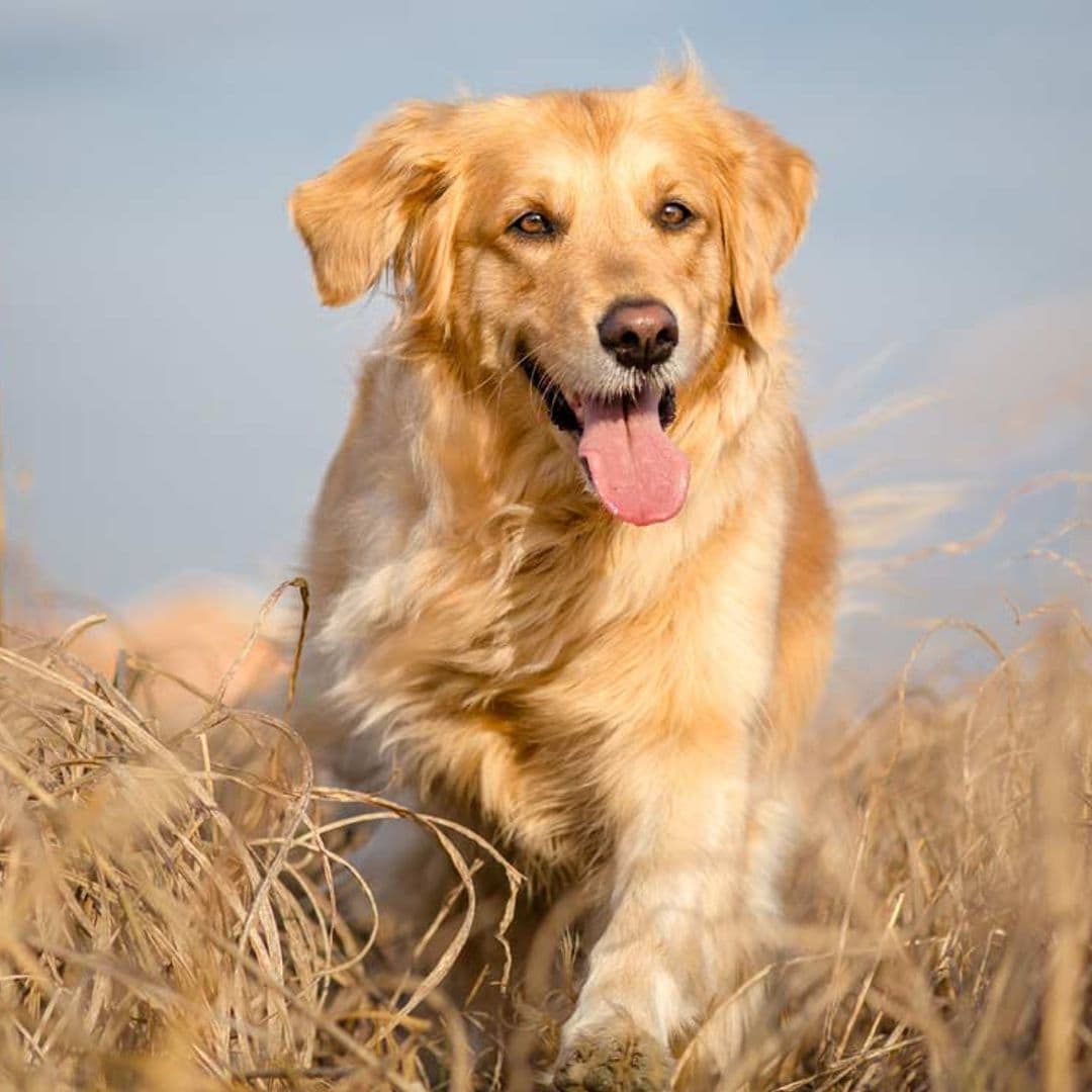 ¿Sabes cuáles son las principales causas por las que tu perro cojea?