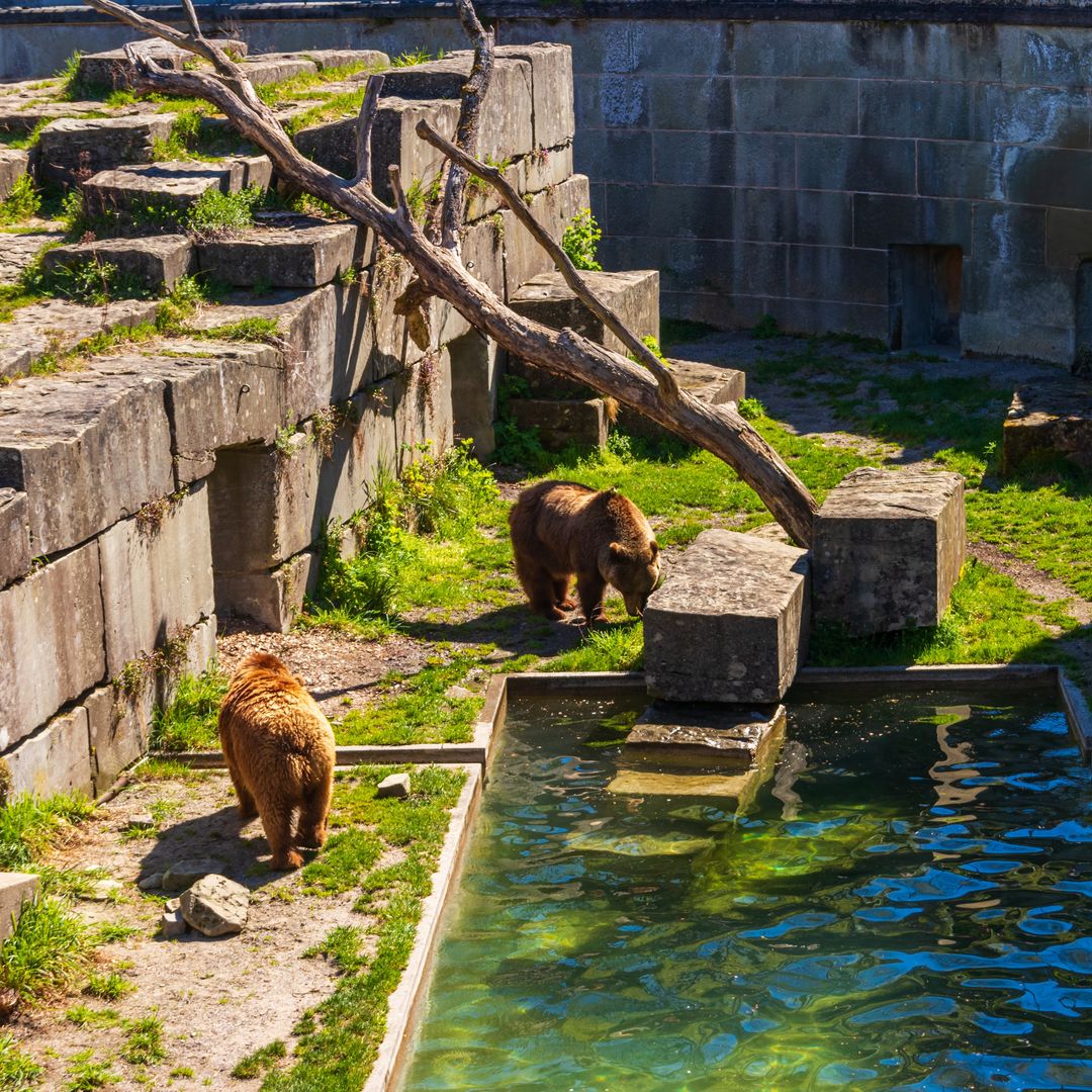 Zona verde de Berna junto al Aare donde aún conviven diversos osos, el BärenPark.