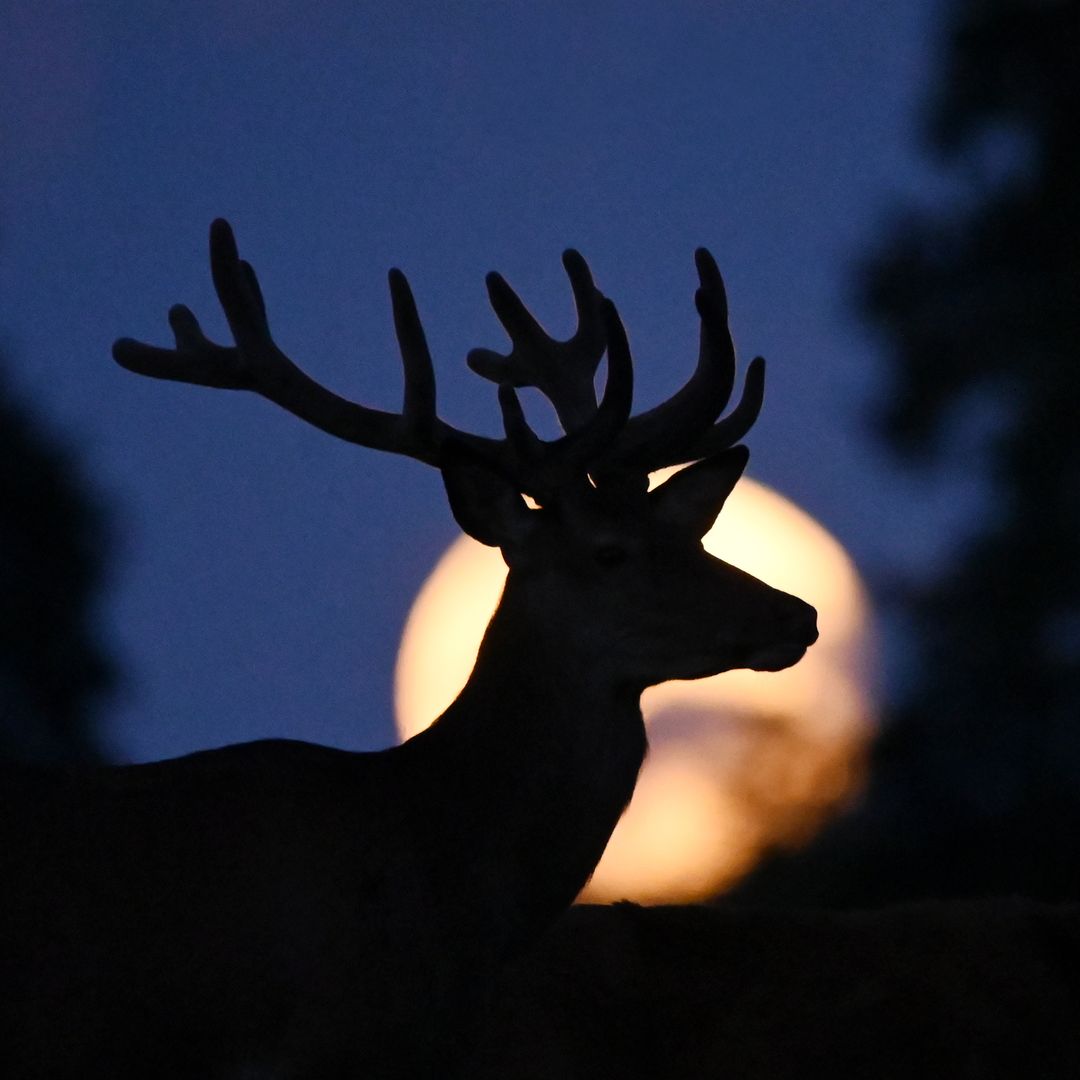 Luna del Ciervo 2025: cuándo y cómo ver la luna llena más brillante del verano