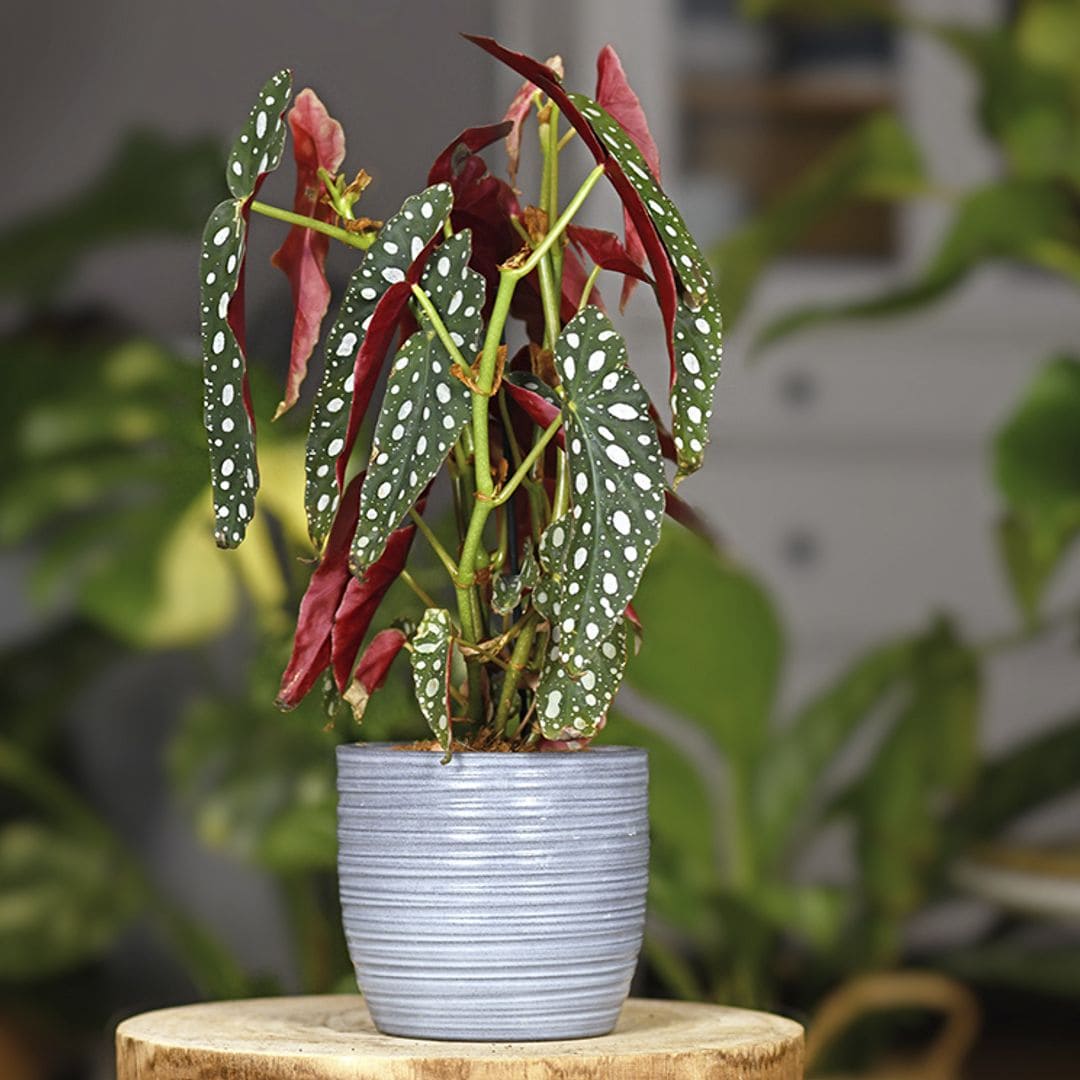 Así se cuida la begonia maculata: la planta más original para decorar tu casa