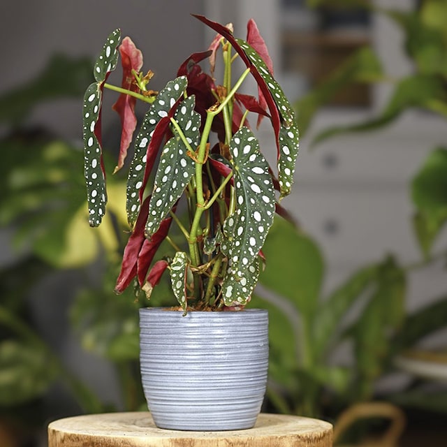 cuidados begonia maculata 01t