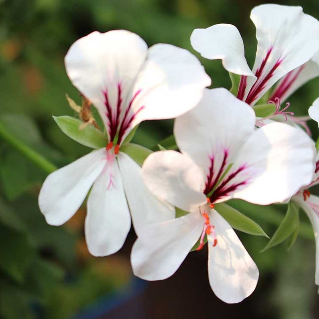 10 plantas que te ayudarán a ahuyentar a los mosquitos de tu jardín o terraza