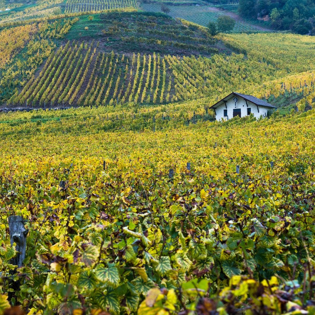 Viñedos del Jura, entre Francia y Suiza
