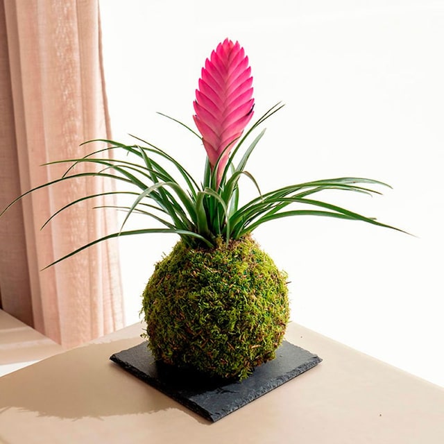 tillandsia kokedama1