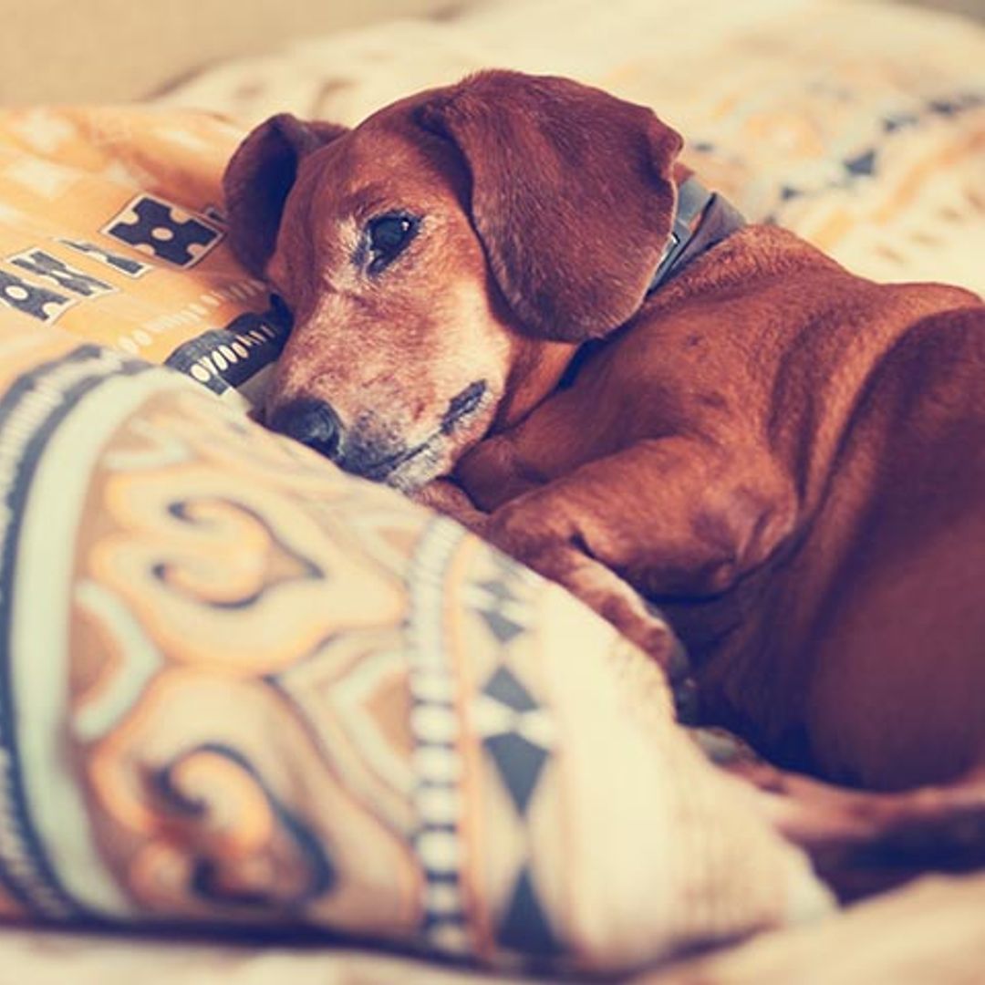 Los perros también padecen alzhéimer