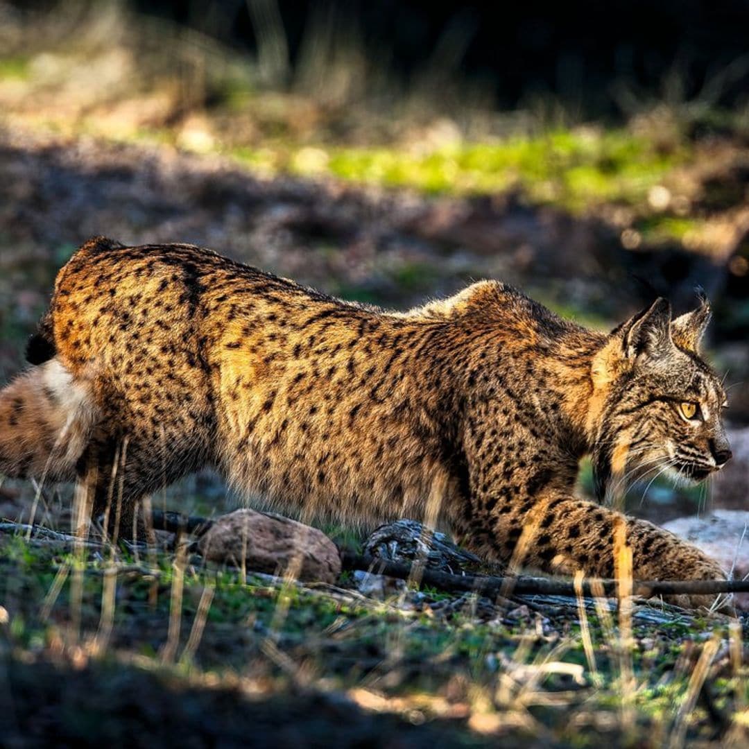 Parque Natural Sierra de Andújar (Jaén): en los dominios del lince ibérico
