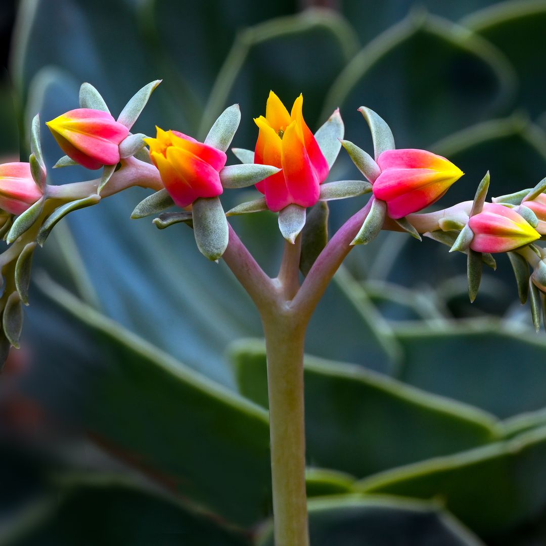 Suculentas con flor: resistentes, coloridas y sorprendentemente fáciles de cuidar