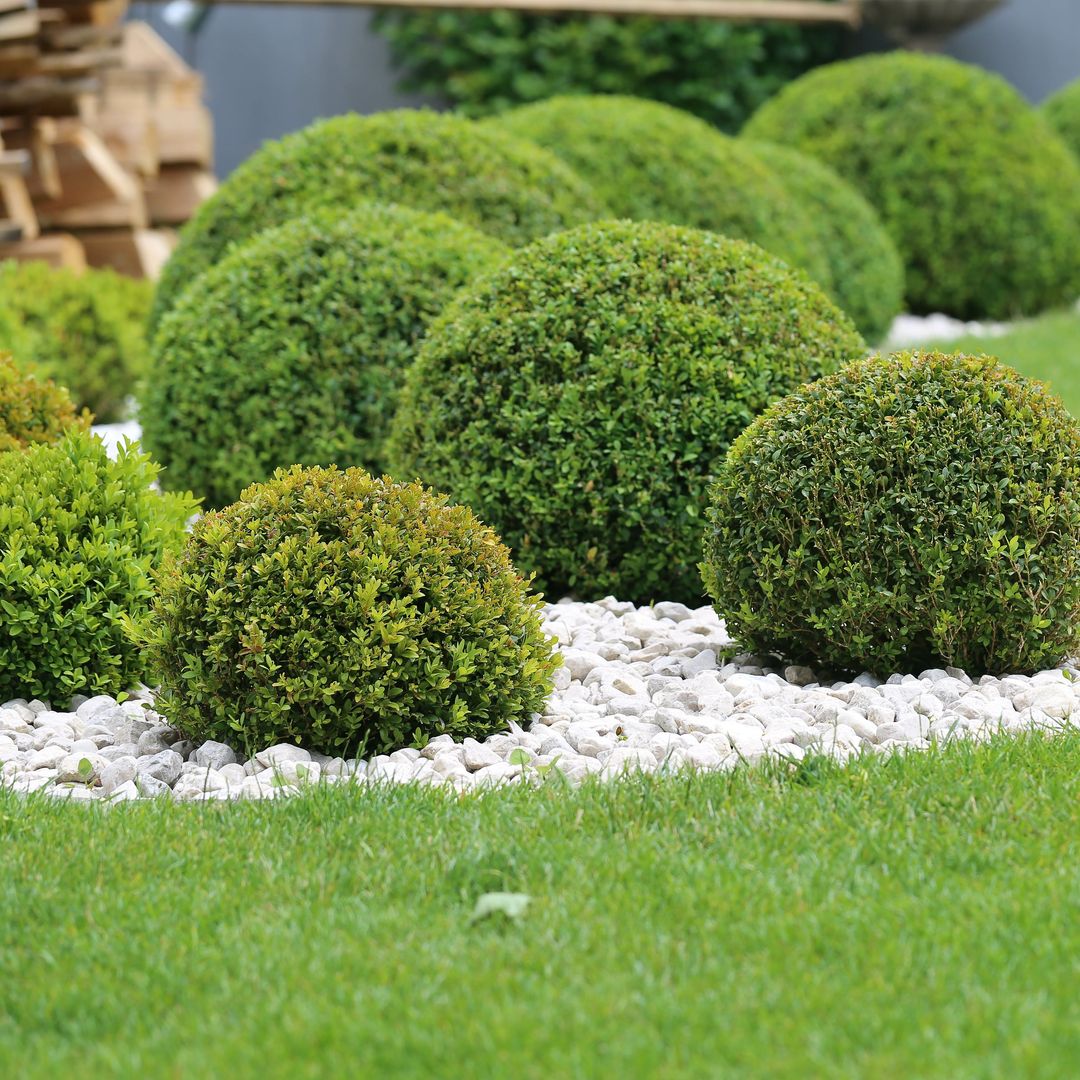 8 motivos para diseñar un jardín verde sin flores: una apuesta sostenible y consciente