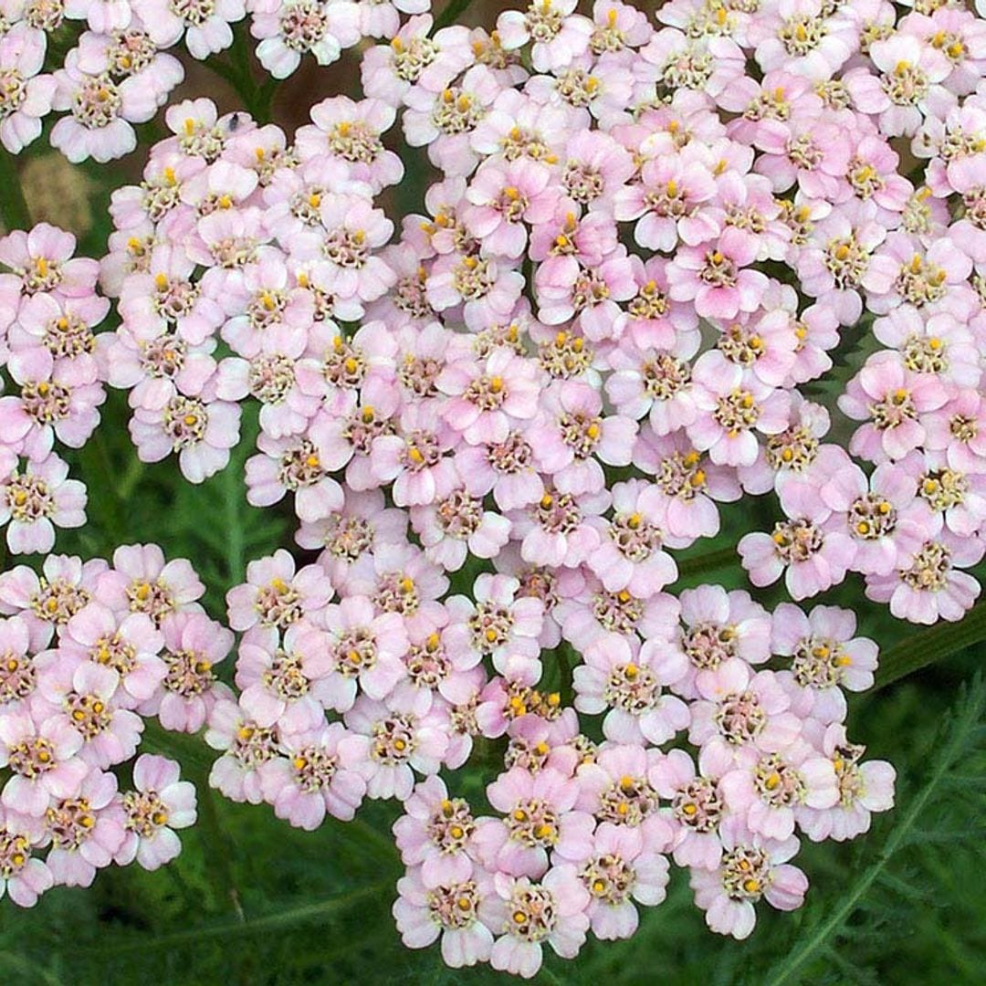 Aquilea o milenrama, una flor para el verano