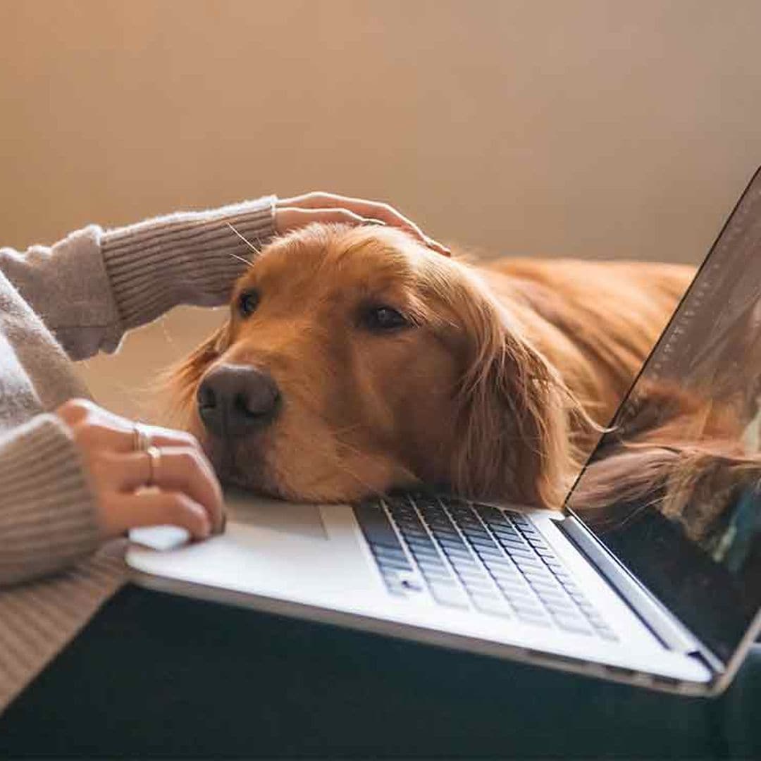 ¿Vuelves al trabajo presencial? Sepárate de tu perro o gato de forma saludable