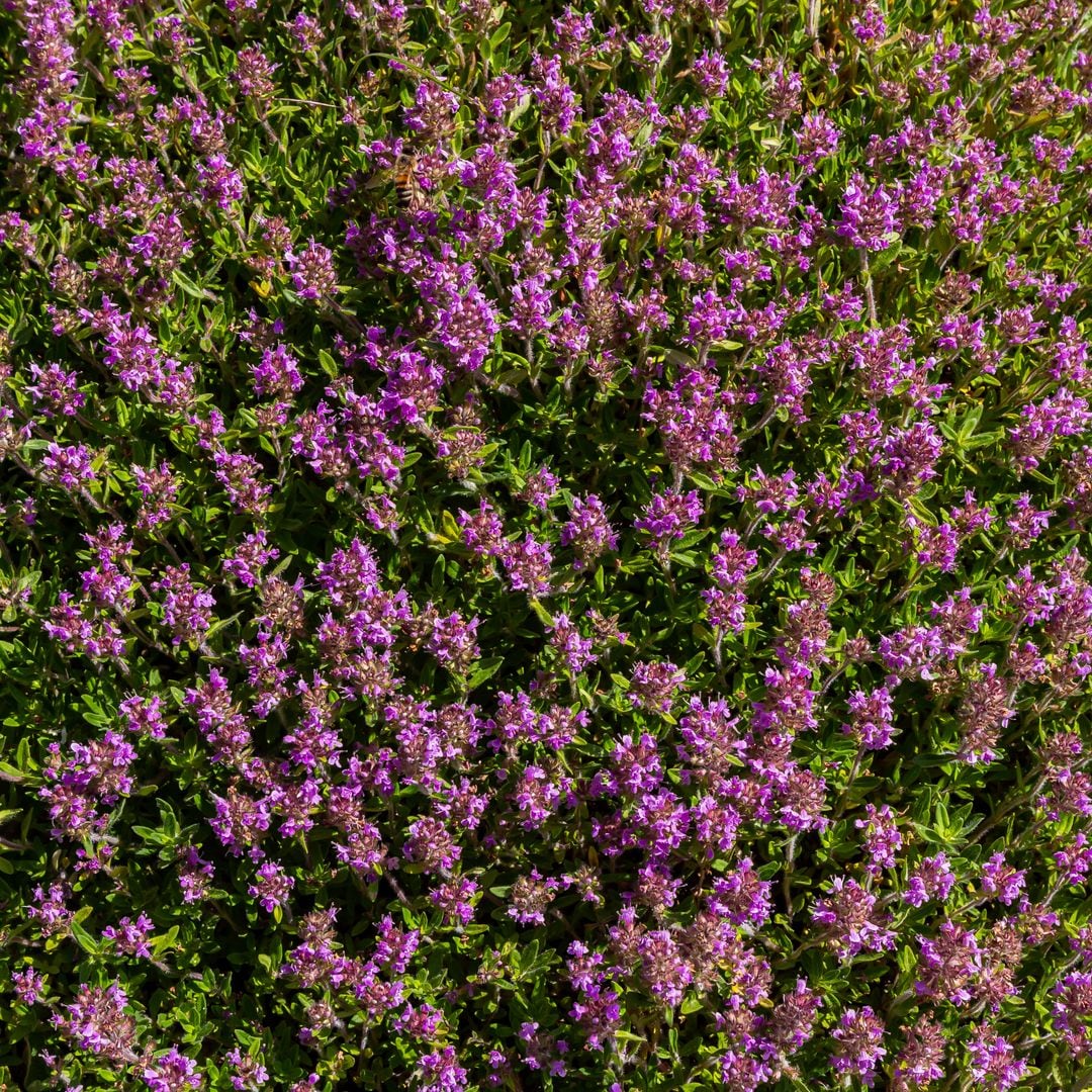 Alternativa al césped: tapizantes que cuidan tu jardín y el medio ambiente