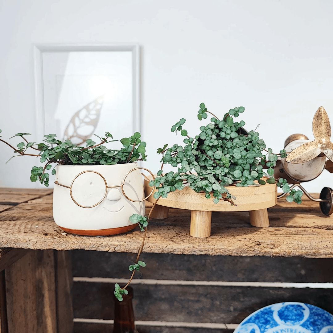 La planta de hojas plateadas que puedes tener en casa este otoño sin ser experta en jardinería: cuidados y errores que evitar