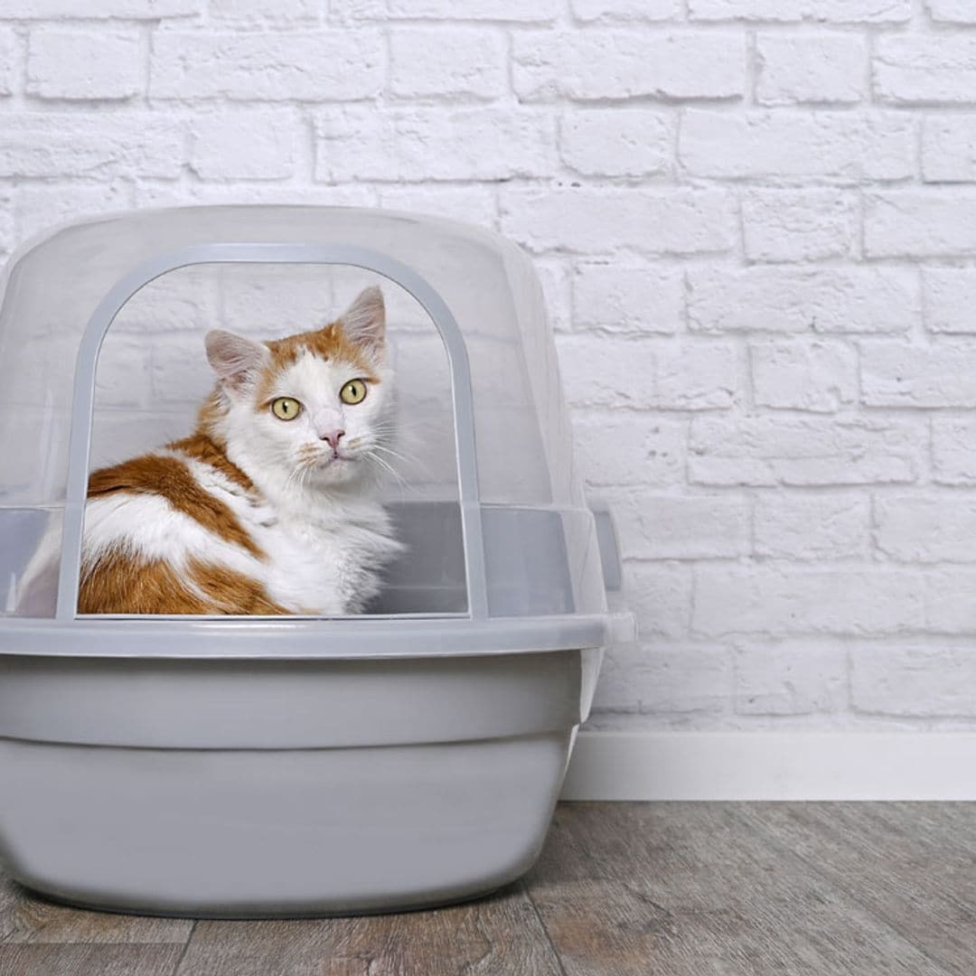 ¿Pensando en un arenero autolimpiable para tu gato? Esto es lo que tienes que tener en cuenta