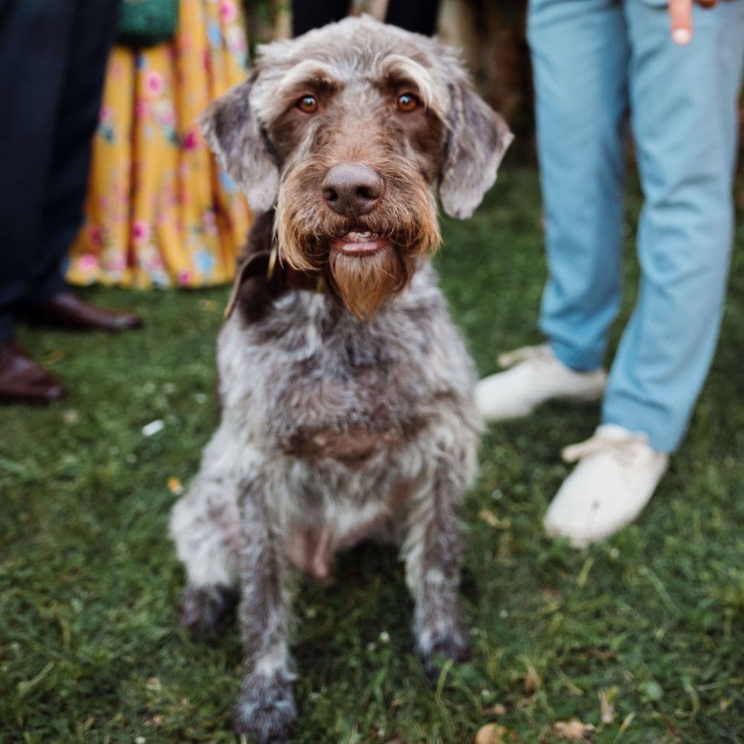 El perro del hijo de Purificación García